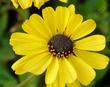 Encelia californica - California encelia, California brittlebush, bush sunflower 
