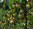 The strange and beautiful flowers of Aristolochia californica, California Pipevine. - grid24_24