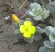 Camissonia cheiranthifolia cheiranthifolia Beach Evening Primrose - grid24_24