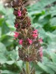 Hummingbird Sage, Salvia spathacea has really pretty flowers that call to hummingbirds. Not really, but they sure like them.