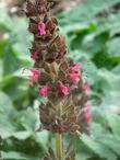 Hummingbird Sage, Salvia spathacea has really pretty flowers that call to hummingbirds. Not really, but they sure like them. - grid24_24