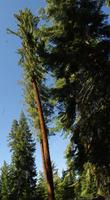 Pinus lambertiana, Sugar Pine, has very large cones, and sugary sap. 