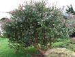 Paradise manzanita Pruned as a bush.