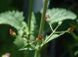 Scrophularia californica,  California Figwort flowers - grid24_24