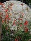 Penstemon rostriflorus, Bridge's Penstemon in a mountain garden.