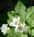 Rubus parviflorus, Thimbleberry.