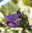 Penstemon rattanii, Eel River flower - grid24_24