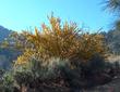Fremontodendron californicum California Flannel Bush in the wild. Also known as Fremontia.