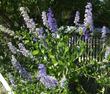 Ceanothus cyaneus, San Diego Mountain Lilac has large wispy flowers that are dramatic.