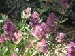 The rose colored bracts give Rose sage it's name.