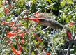 Zauschneria californica, Berts Bluff being worked by an Anna Hummingbird. Native bird on a native plant.  - grid24_24