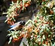 A Western Bluebird eating Mahonia nevinii - grid24_24