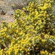 Tetradymia spinosa longispina Cotton Thorn in flower - grid24_24