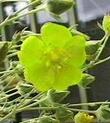 Potentilla pectinisecta Bodie Buttercup - grid24_24