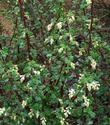 White chaparral currant 