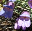 Close up of Penstemon incertus,  Western Desert Penstemon - grid24_24