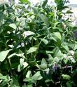 Here is a very lush specimen of Lepechinia fragrans, Wallace's Pitcher Sage, in the Santa Margarita nursery garden.