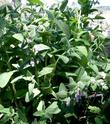 Here is a very lush specimen of Lepechinia fragrans, Wallace's Pitcher Sage, in the Santa Margarita nursery garden. - grid24_24