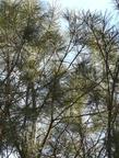 Pinus torreyana, Torrey Pine, a rare pine, grows in the south coastal areas of California. 