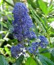 Sierra Blue Ceanothus flower