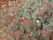 Eriogonum arborescens, Santa Cruz Island Buckwheat flowers turn brown as the flowers get older.
