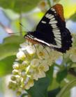 Lorquin's Admiral on a Western Chokecherry