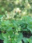 Heuchera merriamii, Siskiyou Alum Root, is very diminutive, with delicate creamy white flowers, and is at its best grown in groups. of three or more.  - grid24_24