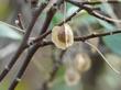 Ptelea crenulata, Western Hop tree with seed