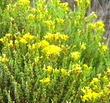 Ericameria ericoides, Mock Heather, an inhabitat of the coastal sage scrub, is here shown in its natural habitat in a very old photo. 