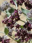 Asclepias speciosa, Showy Milkweed flowers - grid24_24