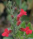 Galvezia speciosa, Island Snapdragon, is very sensitive to frost, has pretty red flowers, and ranges from the California Channel Islands to Mexico. 