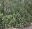 Arctostaphylos parryana grows in the Transverse ranges at 5000-7000 ft. - grid24_24