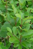 Rhamnus purshiana Chittam Bark