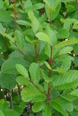 Rhamnus purshiana Chittam Bark - grid24_24