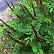An old photo of Amorpha californica, California False Indigo Bush in flower