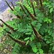 An old photo of Amorpha californica, California False Indigo Bush in flower - grid24_24