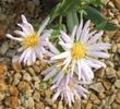 Aster occidentalis, Western Aster flower - grid24_24