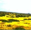 In this very old photo, circa 1980, Lasthenia glabrata, Goldfields, is here living up to its name, in the shadscale scrub of the Carrizo Plains, San Luis Obispo county, California.