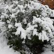 Arctostaphylos standfodiana with snow. No damage. - grid24_24