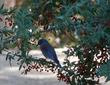 Western Bluebird on Mahonia nevinii, (syn. Berberis nevinii) Nevin's Barberryberries.