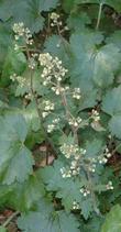 Heuchera maxima, Island Alum Root, grows only on the Channel Islands of California.  - grid24_24