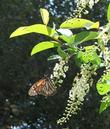 Monarch butterfly on Prunus virginiana melanocarpa, Black chokecherry