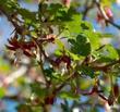 Ribes californicum, Hillside Gooseberry