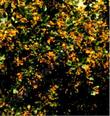 Ribes aureum aureum,  Golden Currant taken in the early 1980's in a gully in  Bodie. 