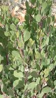 Arctostaphylos manzanita