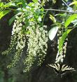 Swallowtail butterfly on Prunus virginiana melanocarpa, Black chokecherry in the Santa Margarita garden. - grid24_24