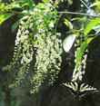 Swallowtail butterfly on Prunus virginiana melanocarpa, Black chokecherry in the Santa Margarita garden.