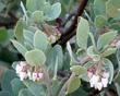 Adam's manzanita  grows into a gray groundcover.