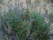 Eriodictyon californicum, Yerba Santa shrub