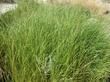 Leymus triticoides - creeping wild rye, Valley Wild rye, alkali rye west of Mckittrick - grid24_24